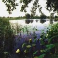 Parco del Loto