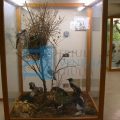 Museo Civico delle Scienze