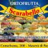 SCARABELLO
