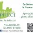 FARMACIA PUCCI