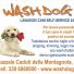 WASH DOG 