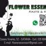 FLOWER ESSENCE