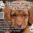 PENSIONE PER CANI LA BISALTA