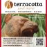 TERRACOTTA AND MORE