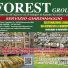 FOREST GROUP