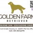 GOLDEN FARM RETRIEVER