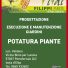 FILIPPI PIANTE