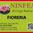NINFEA