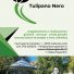 TULIPANO NERO