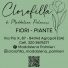 CLOROFILLA